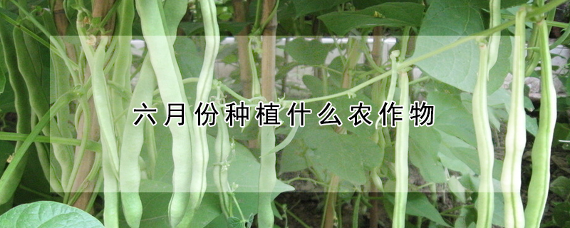 六月份種植什麼農作物