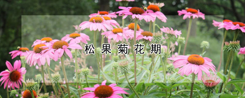 鬆果菊花期