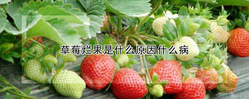 草莓爛果是什麼原因什麼病