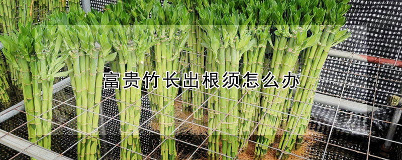 富貴竹長出根須怎麼辦