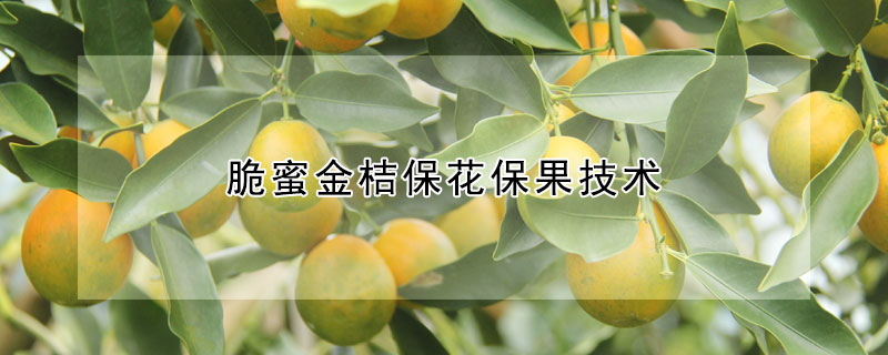 脆蜜金桔保花保果技術