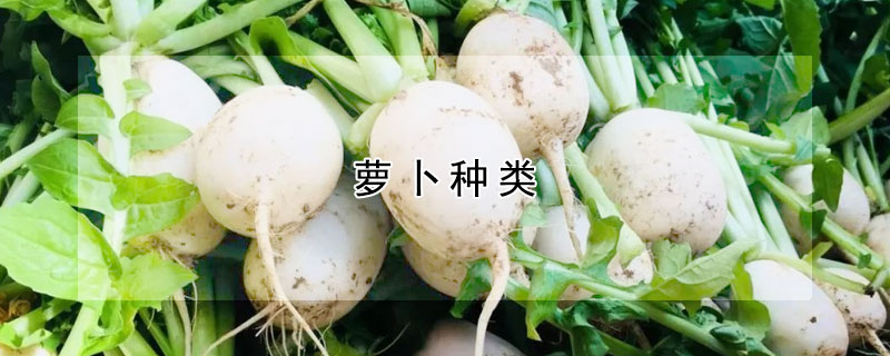 蘿卜種類