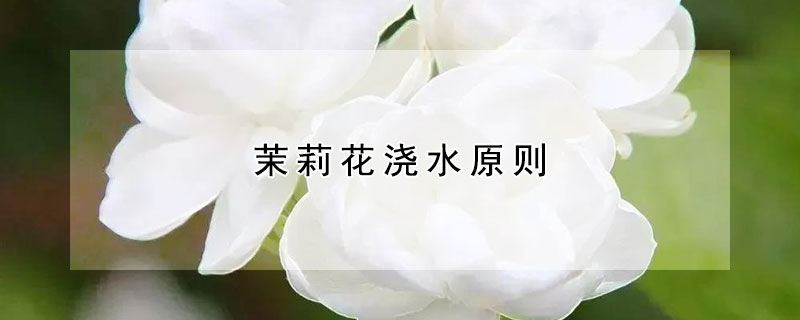 茉莉花澆水原則