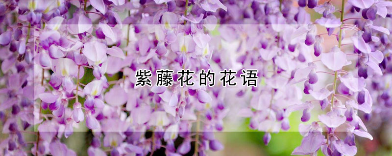 紫藤花的花語