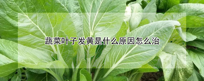 蔬菜葉子發黃是什麼原因怎麼治