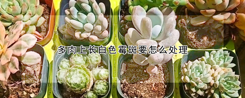 多肉上長白色黴斑要怎麼處理