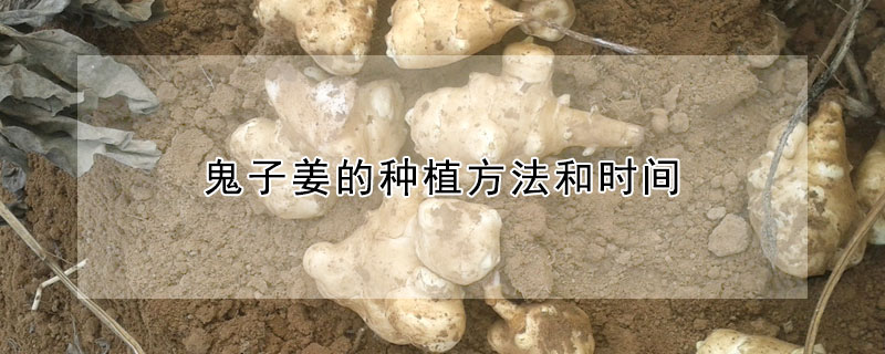 鬼子薑的種植方法和時間