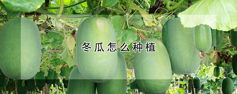 冬瓜怎麼種植