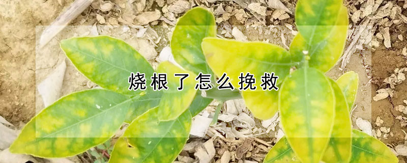 燒根了怎麼挽救