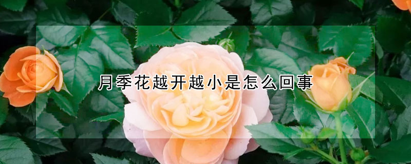 月季花越開越小是怎麼回事