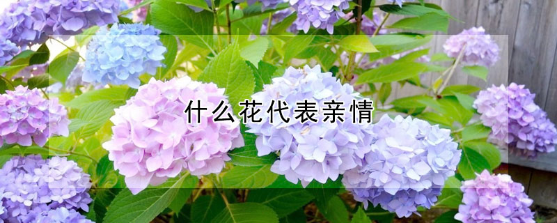 什麼花代表親情