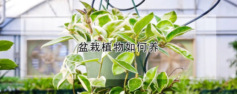 盆栽植物如何養