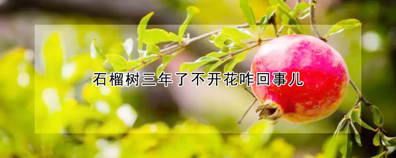 石榴樹三年了不開花咋回事兒