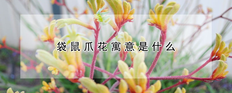 袋鼠爪花寓意是什麼