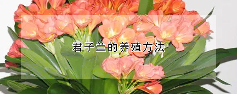 君子蘭的養殖方法