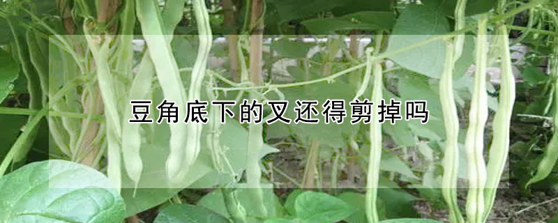 豆角底下的叉還得剪掉嗎