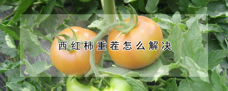 西紅柿重茬怎麼解決