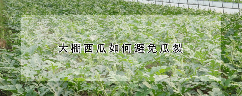 大棚西瓜如何避免瓜裂