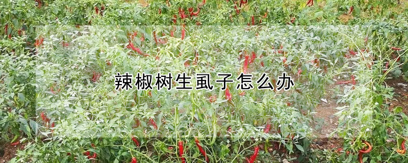 辣椒樹生虱子怎麼辦