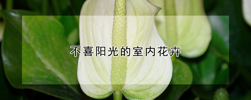 不喜陽光的室內花卉