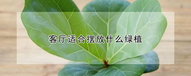 客廳適合擺放什麼綠植