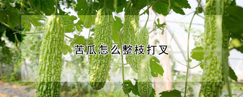 苦瓜怎麼整枝打叉