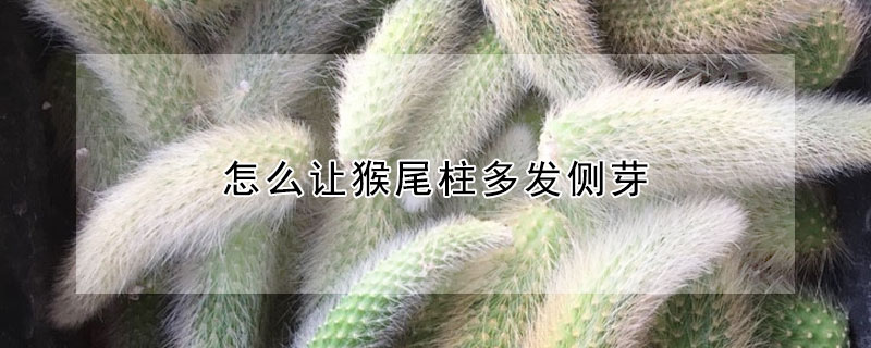 怎麼讓猴尾柱多發側芽