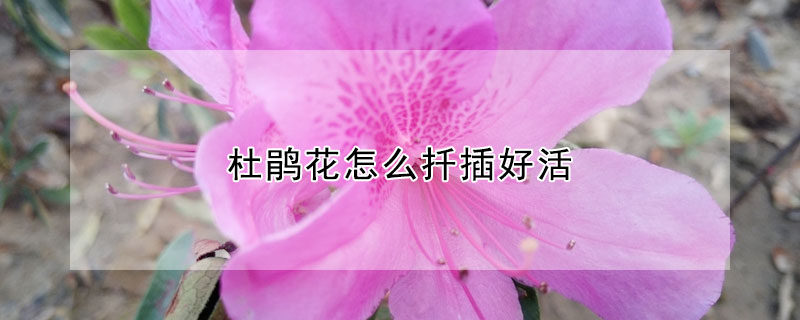 杜鵑花怎麼扡插好活