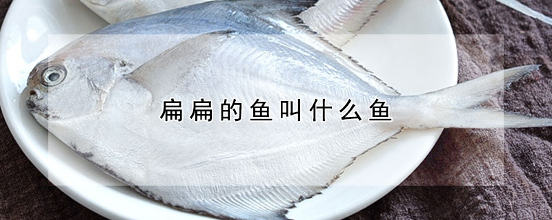 扁扁的魚叫什麼魚