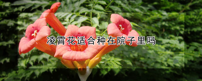 淩霄花適合種在院子裏嗎