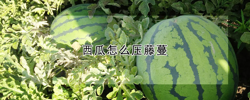 西瓜怎麼壓藤蔓