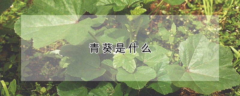 青葵是什麼