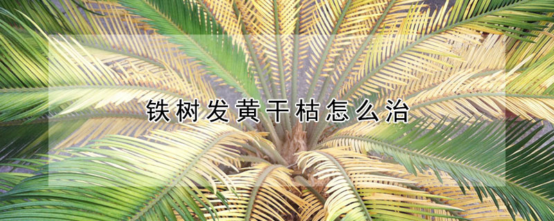 鐵樹發黃幹枯怎麼治