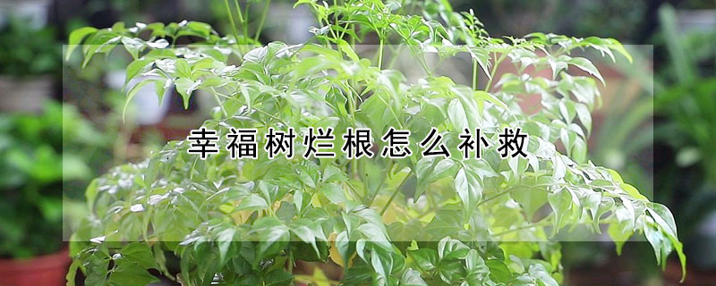 幸福樹爛根怎麼補救