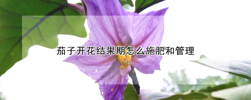 茄子開花結果期怎麼施肥和管理