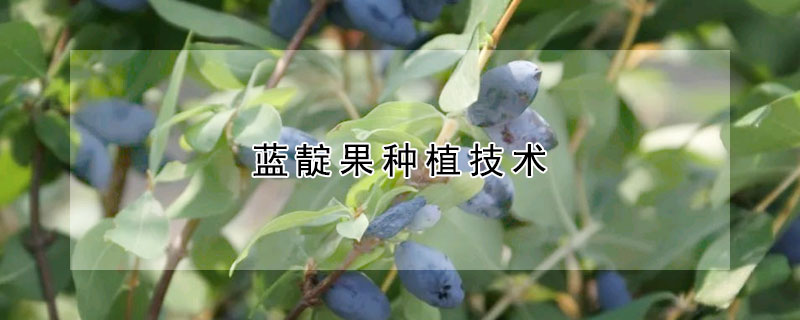 藍靛果種植技術