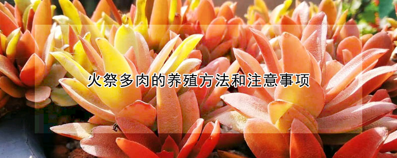 火祭多肉的養殖方法和注意事項