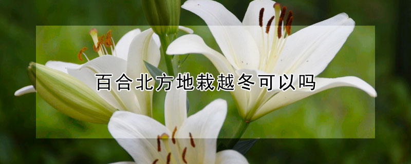 百合北方地栽越冬可以嗎