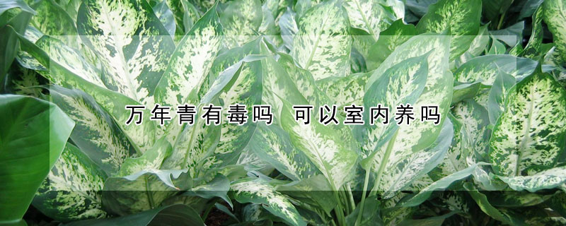 萬年青有毒嗎 可以室內養嗎