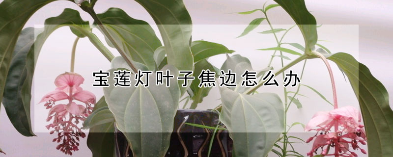 寶蓮燈葉子焦邊怎麼辦