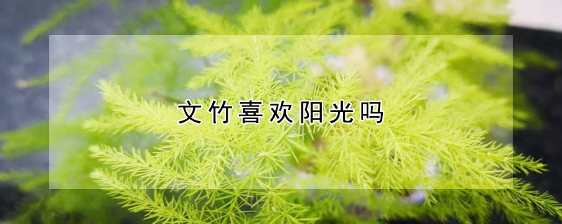 文竹喜歡陽光嗎