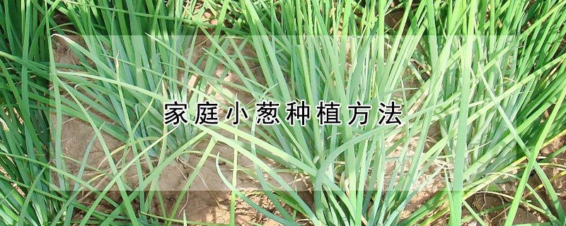 家庭小蔥種植方法