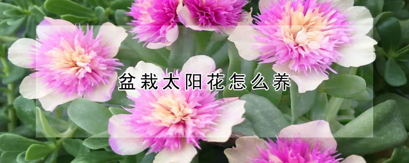 盆栽太陽花怎麼養