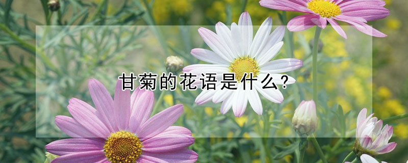 甘菊的花語是什麼?