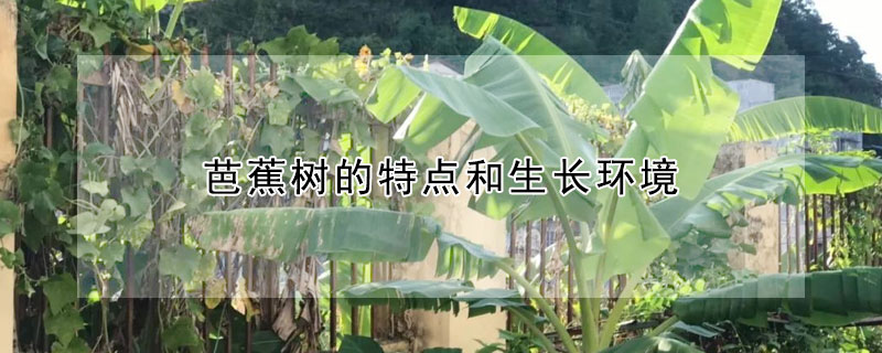 芭蕉樹的特點和生長環境