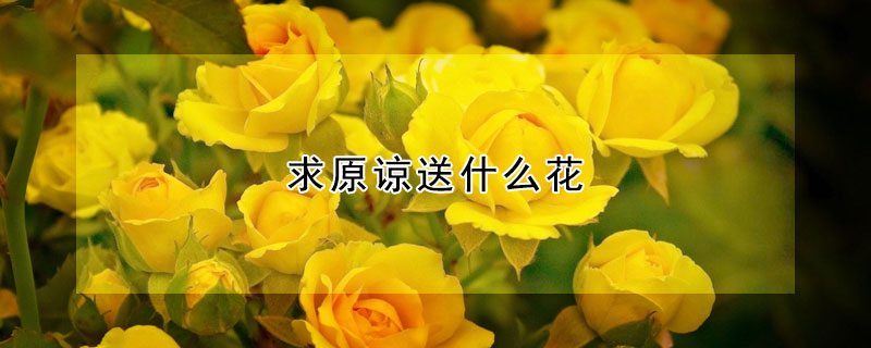 求原諒送什麼花