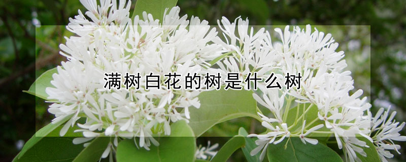 滿樹白花的樹是什麼樹