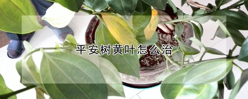 平安樹黃葉怎麼治