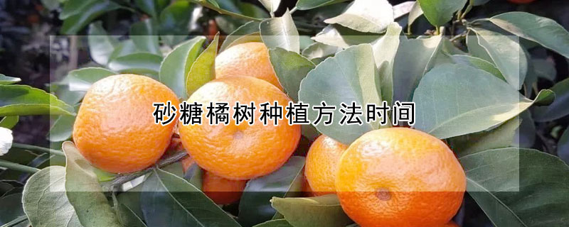 砂糖橘樹種植方法時間