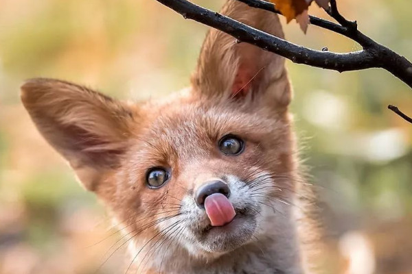 犬科動物有哪些